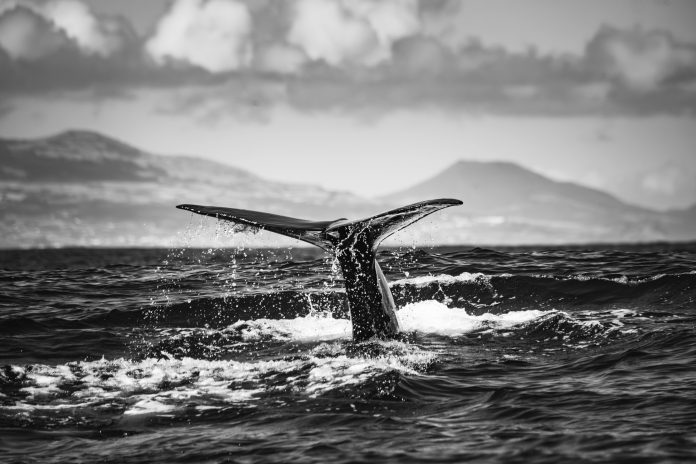 Mysterious Bitcoin Whale Transfers $40 Billion After Years Of Silence