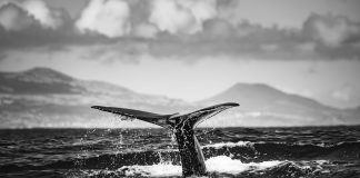 Mysterious Bitcoin Whale Transfers $40 Million After Years Of Silence