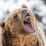 Bitcoin’s Fall To $78Ok May Be A Bear Entice — Right here’s Why
