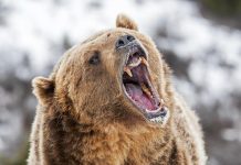 Bitcoin’s Fall To $78Ok May Be A Bear Entice — Right here’s Why