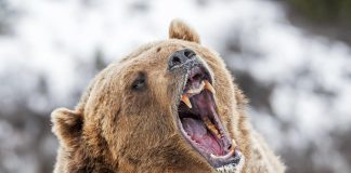 Bitcoin’s Fall To $78Ok May Be A Bear Entice — Right here’s Why