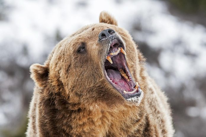 Bitcoin’s Fall To $78Ok May Be A Bear Entice — Right here’s Why