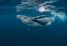 Bitcoin Whale-Retail Delta Drops To ETF-Period Lows As Good Cash Turns Cautious