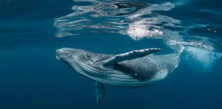 Bitcoin Whale-Retail Delta Drops To ETF-Period Lows As Good Cash Turns Cautious