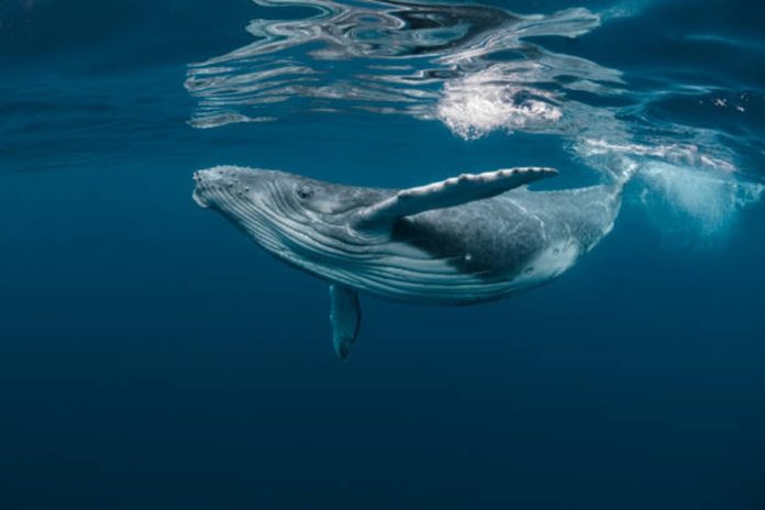 Bitcoin Whale-Retail Delta Drops To ETF-Period Lows As Good Cash Turns Cautious
